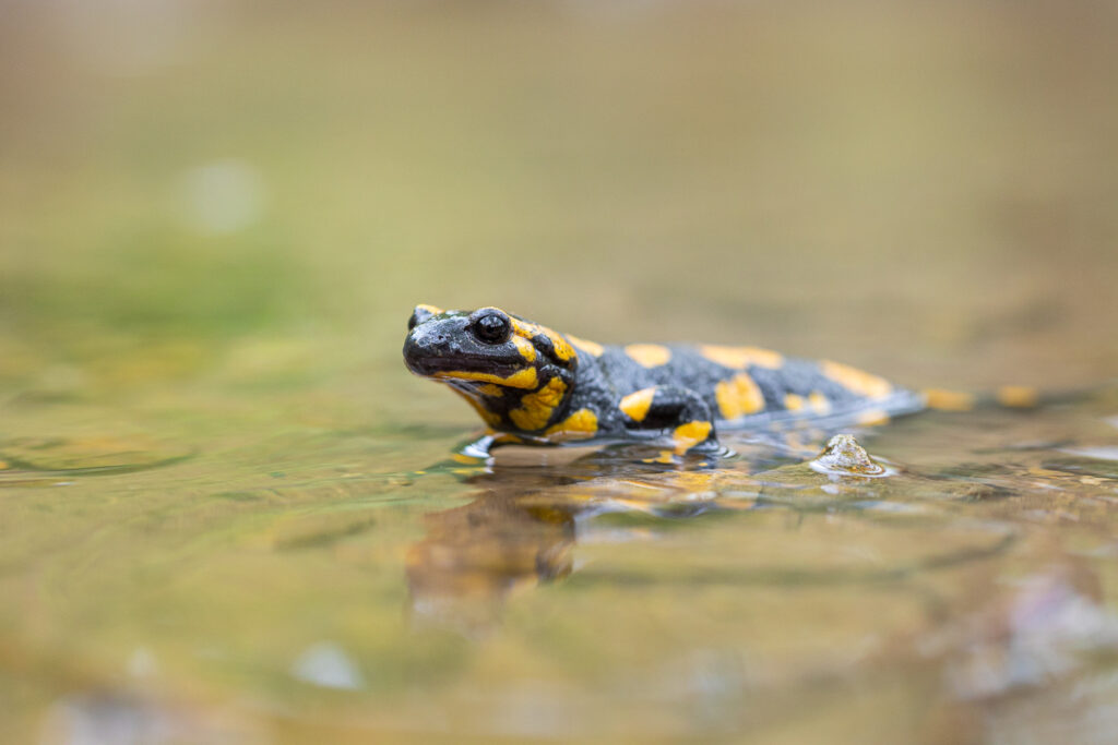 Mlok skvrnitý (Salamandra salamandra) v potoce