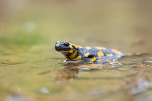 Mlok skvrnitý (Salamandra salamandra) ve vodě