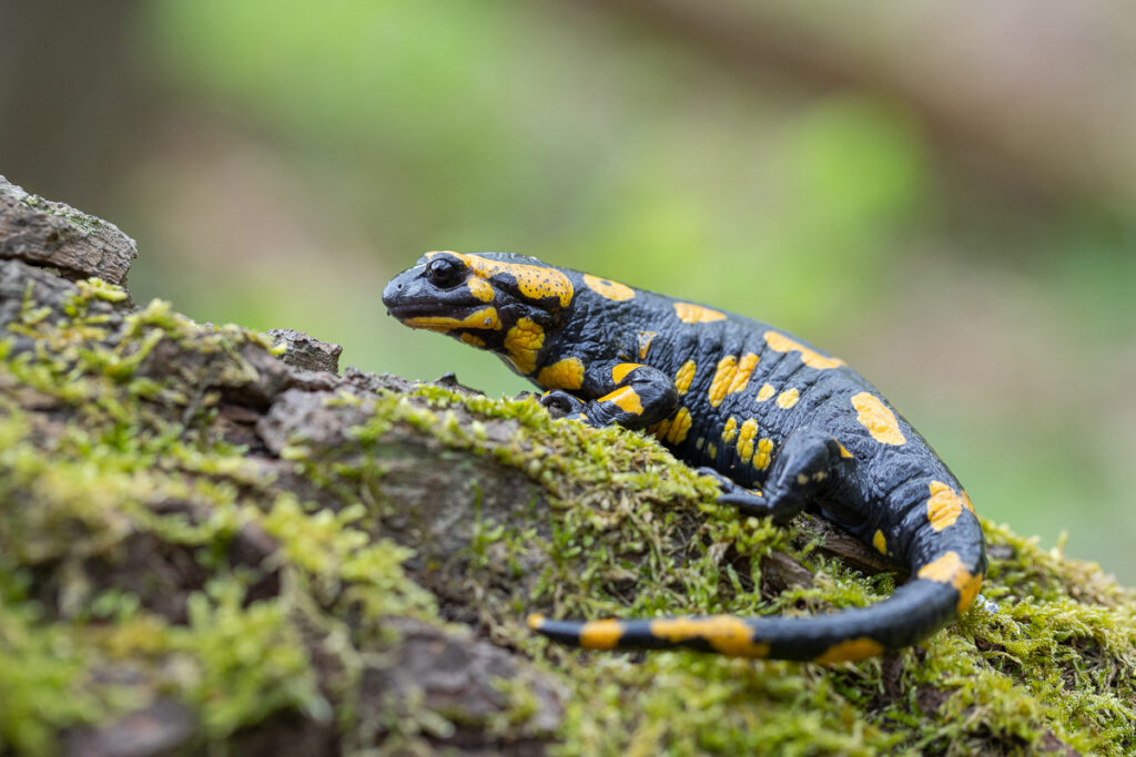 Mlok skvrnitý (Salamandra salamandra)