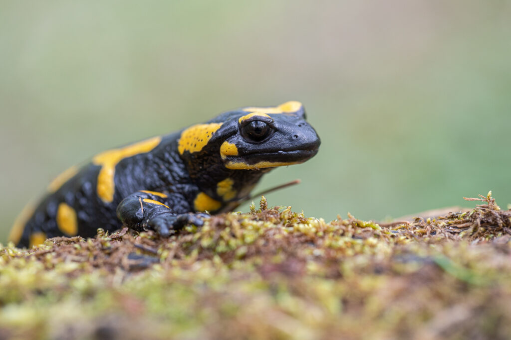 Mlok skvrnitý (Salamandra salamandra)