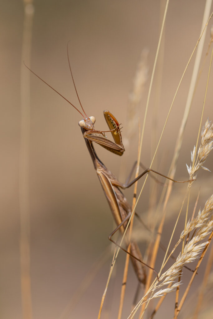 Kudlanka nábožná (Mantis religiosa)