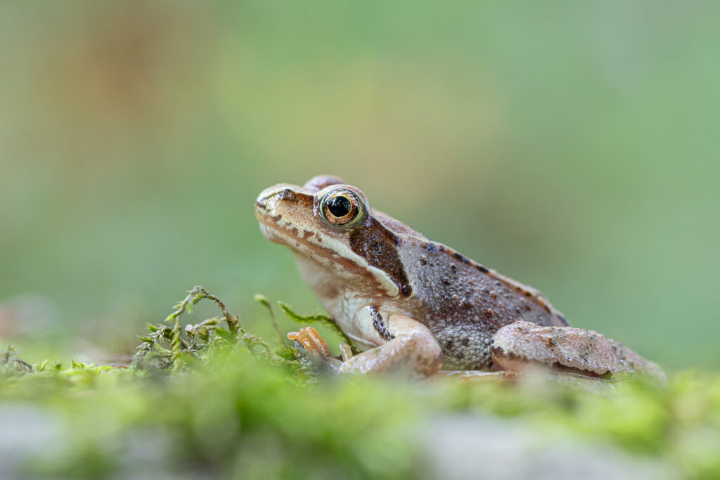 Skokan hnědý (Rana temporaria)