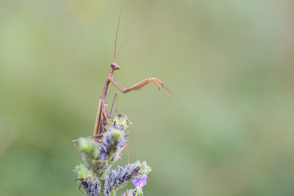 Kudlanka nábožná (Mantis religiosa)