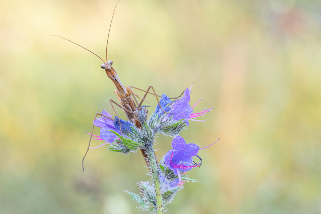 Kudlanka nábožná (Mantis religiosa)