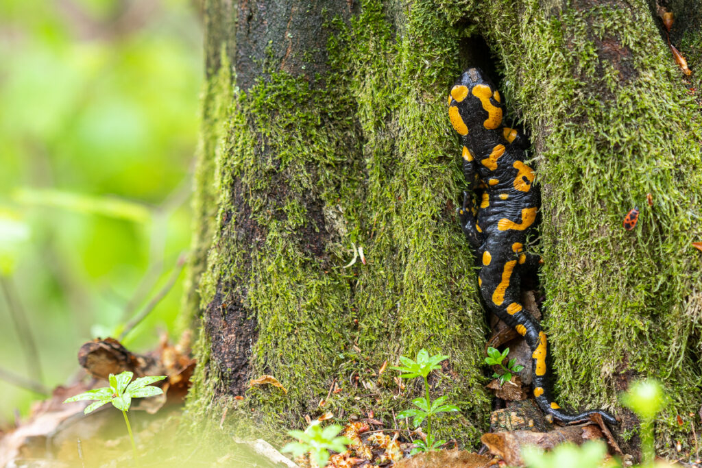Mlok skvrnitý (Salamandra salamandra)