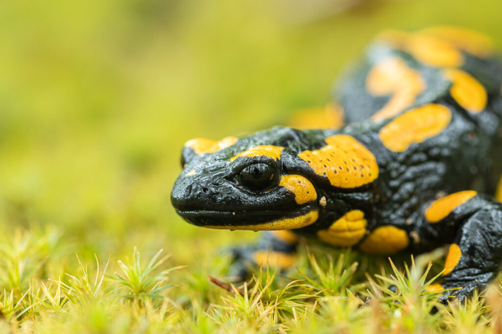 Mlok skvrnitý (Salamandra salamandra)