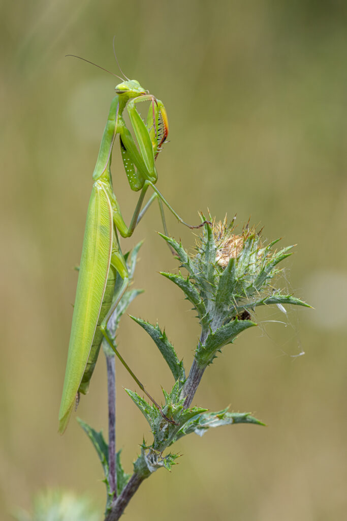 Kudlanka nábožná (Mantis religiosa)