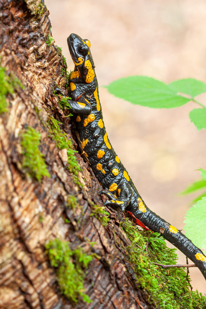Mlok skvrnitý (Salamandra salamandra)
