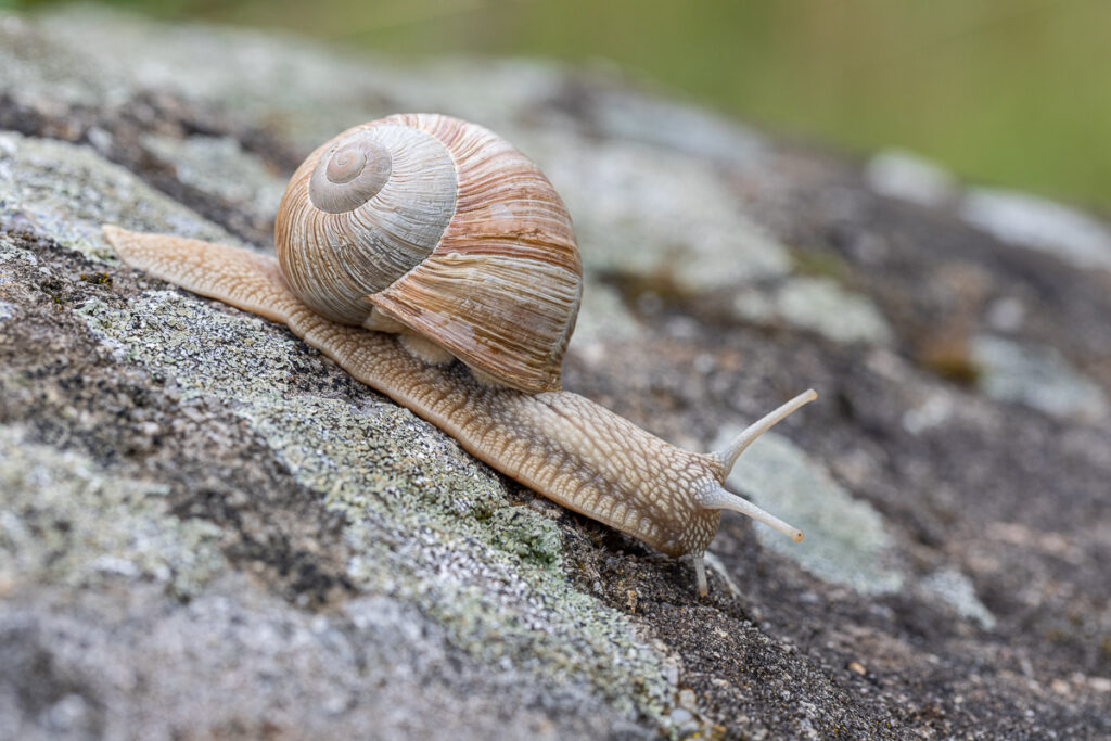 Hlemýžď zahradní (Helix pomatia)