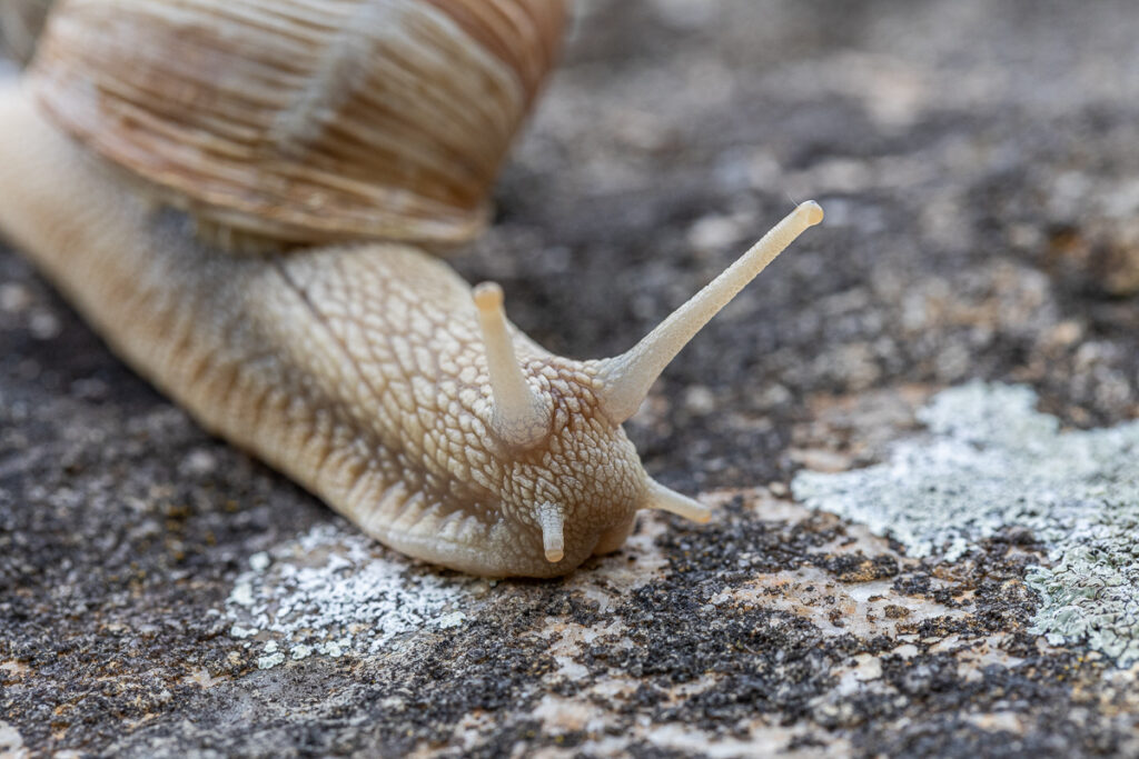 Hlemýžď zahradní (Helix pomatia)