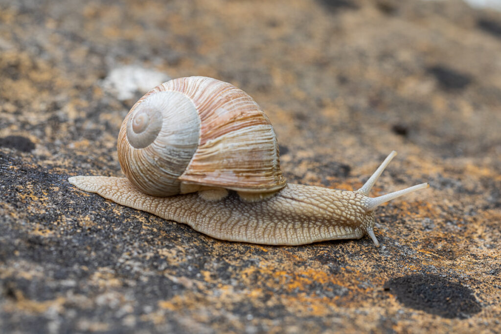 Hlemýžď zahradní (Helix pomatia)