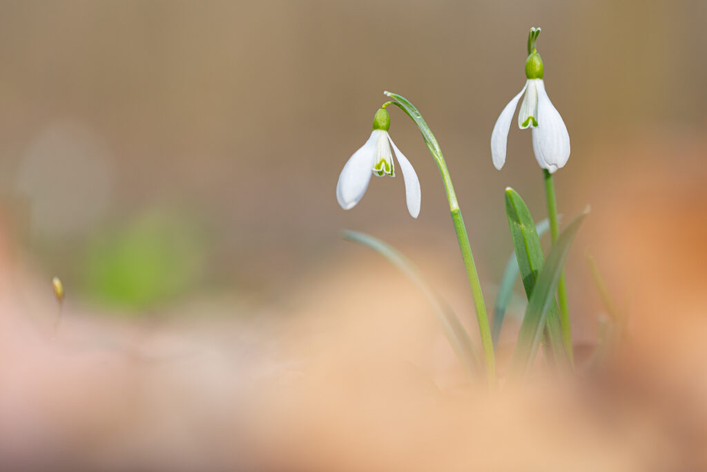 Two snowdrops (Galanthus nivalis) with soft negative space, macro composition