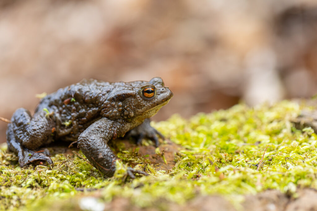 Ropucha obecná (Bufo bufo)