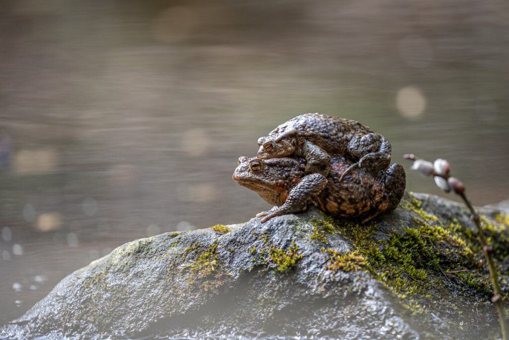 Ropucha obecná (Bufo bufo)