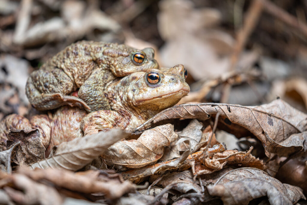 Ropucha obecná (Bufo bufo)