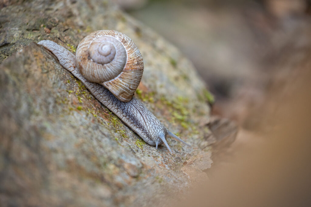 Hlemýžď zahradní (Helix pomatia)