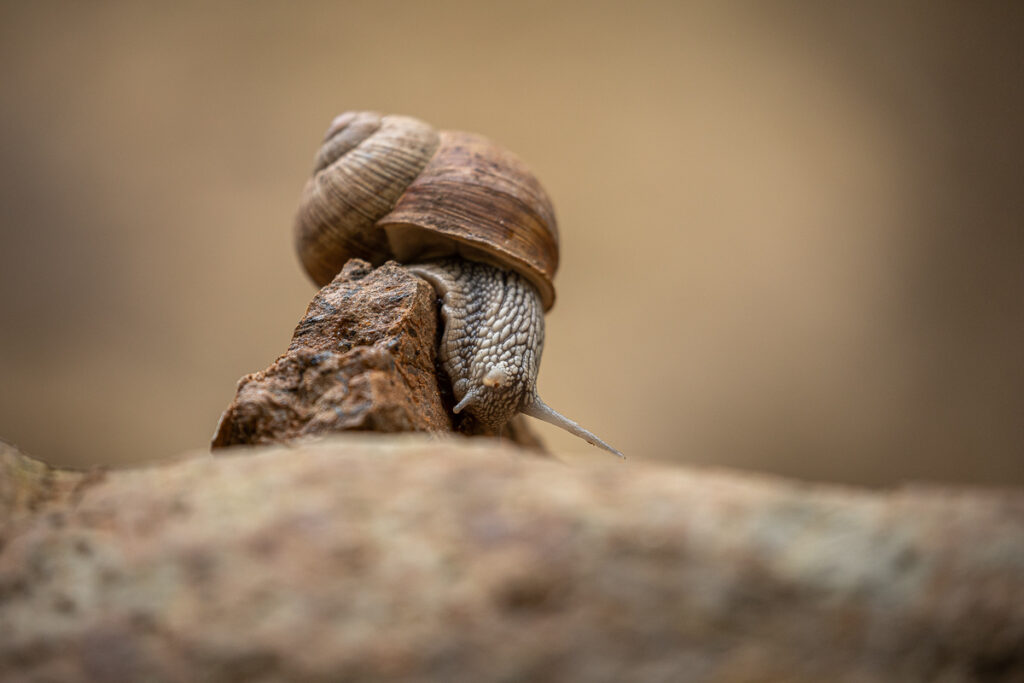 Hlemýžď zahradní (Helix pomatia)