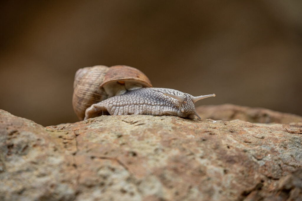Hlemýžď zahradní (Helix pomatia)