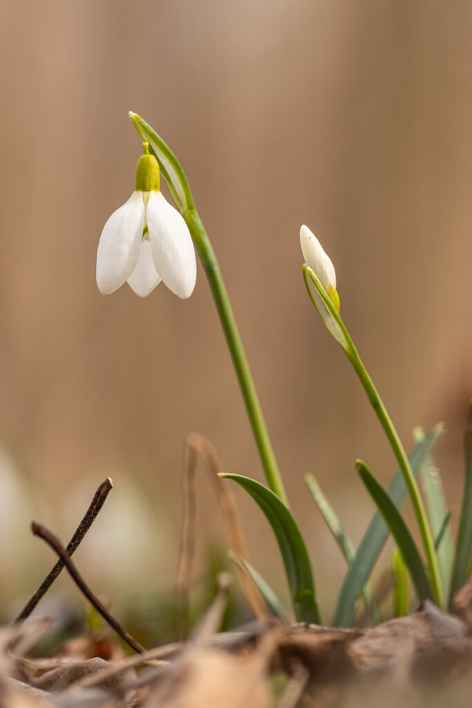 Two snowdrops (Galanthus nivalis), one blooming and one still closed