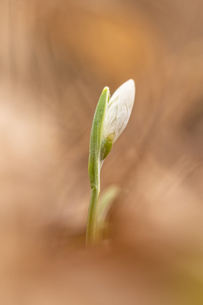 Snowdrop bud (Galanthus nivalis) emerging, soft warm macro background