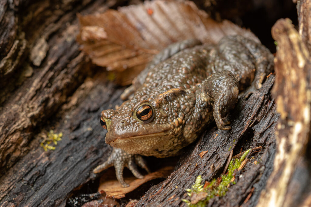 Ropucha obecná (Bufo bufo)