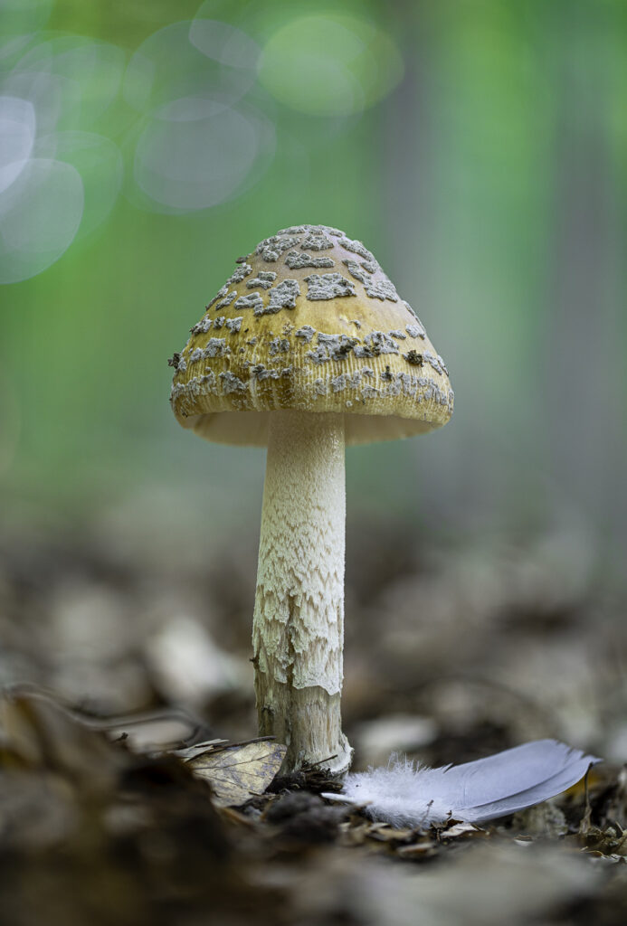 Muchomůrka šupinatá (Amanita ceciliae)
