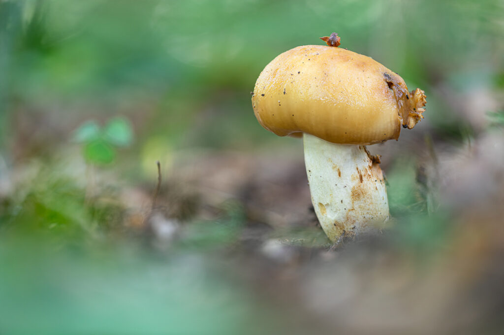 Holubinka zápašná (Russula subfoetens)