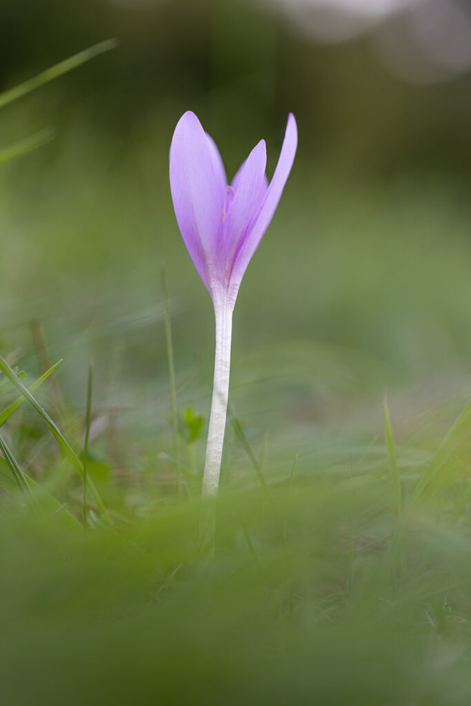 Ocún jesenní (Colchicum autumnale) / 2021-09-11