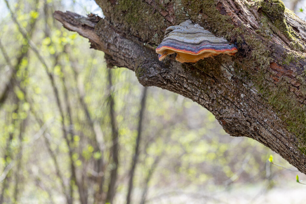 Troudnatec pásovaný (Fomitopsis pinicola)