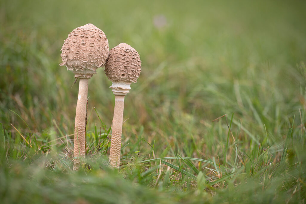 Bedla vysoká (Macrolepiota procera)