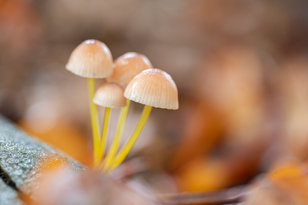 Helmovka medonohá (Mycena renati)