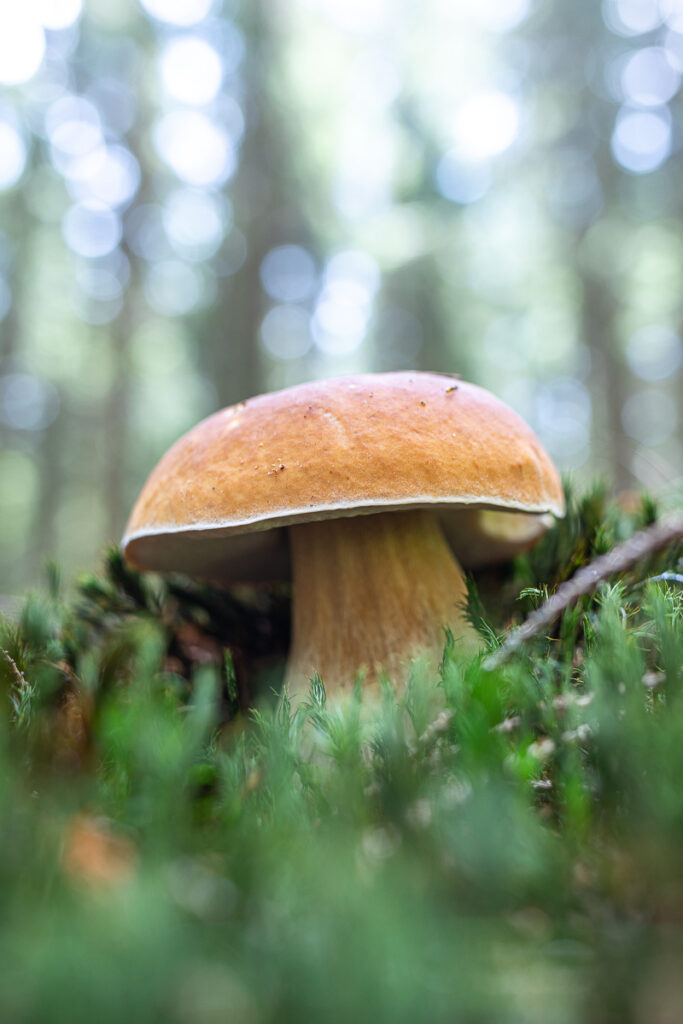 Hřib smrkový (Boletus edulis)