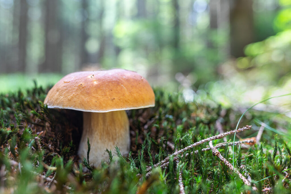 Hřib smrkový (Boletus edulis)