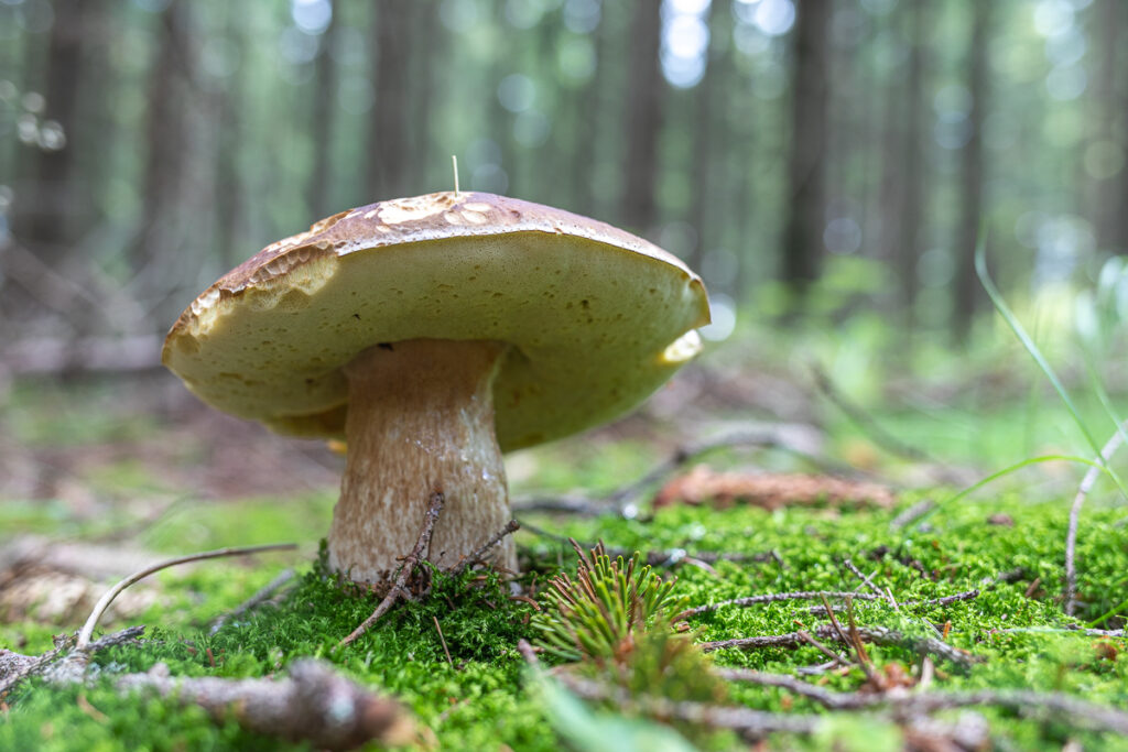 Hřib smrkový (Boletus edulis)