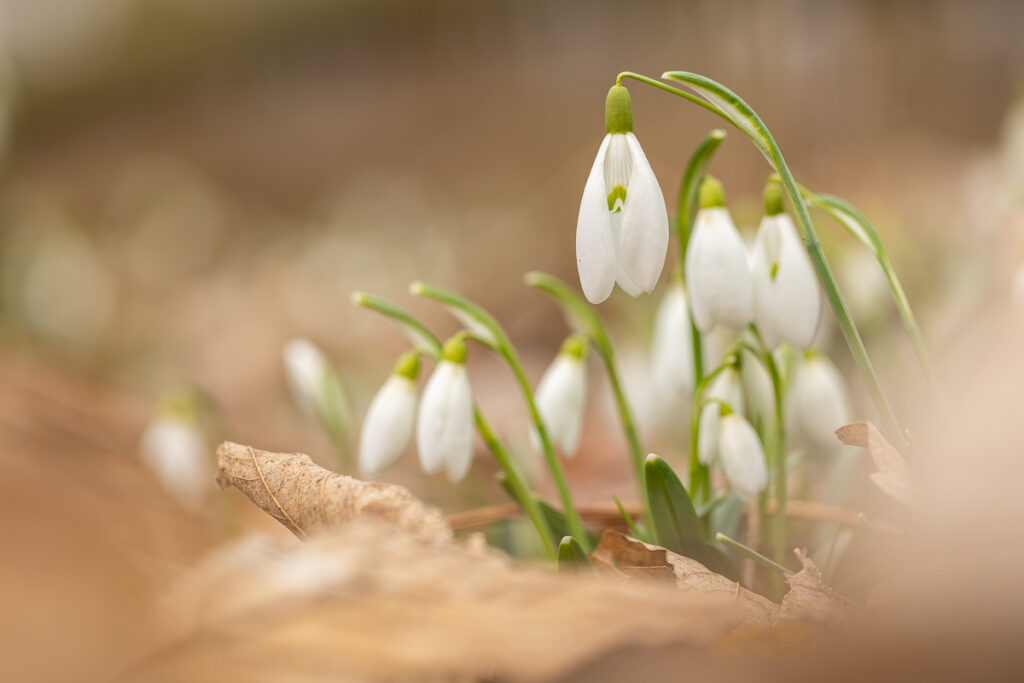 Cluster of snowdrops (Galanthus nivalis) in woodland, shallow depth of field