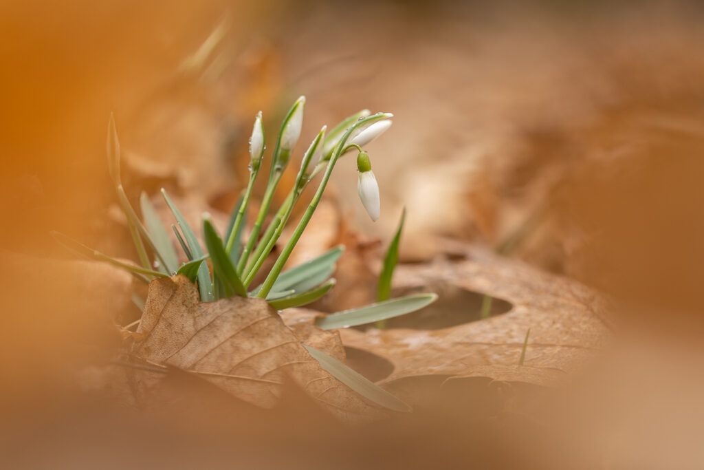 Snowdrops (Galanthus nivalis) emerging through fallen leaves, early spring macro