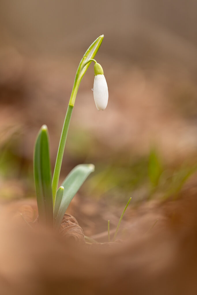 Single snowdrop (Galanthus nivalis) with water droplet, macro forest detail