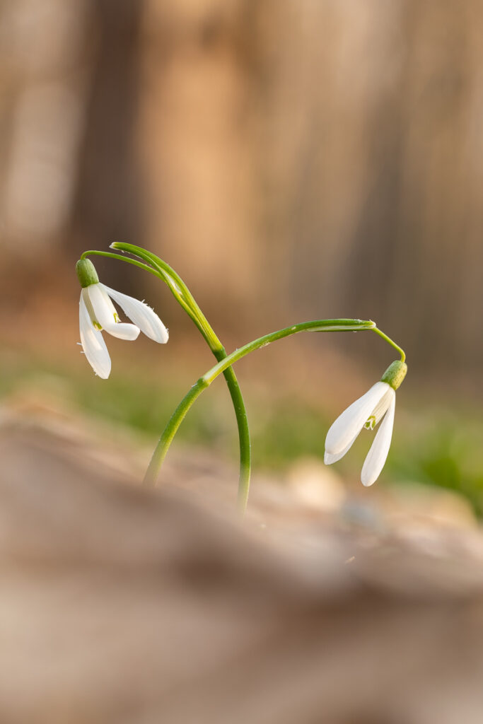 Two snowdrops (Galanthus nivalis) with curved stems, soft forest background