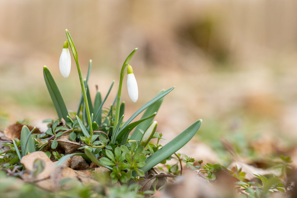 Snowdrops (Galanthus nivalis) surrounded by fresh green plants, early spring macro