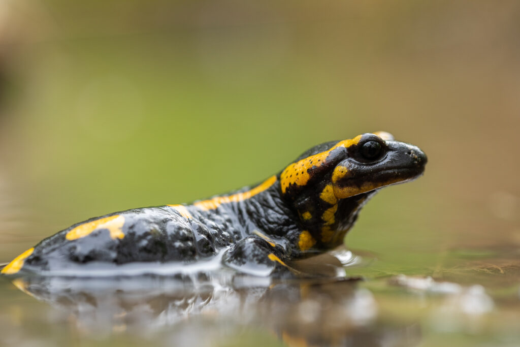 Mlok skvrnitý (Salamandra salamandra)