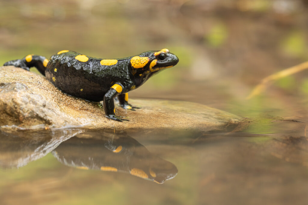 Mlok skvrnitý (Salamandra salamandra) v potoce