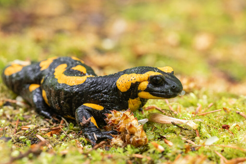 Mlok skvrnitý (Salamandra salamandra)