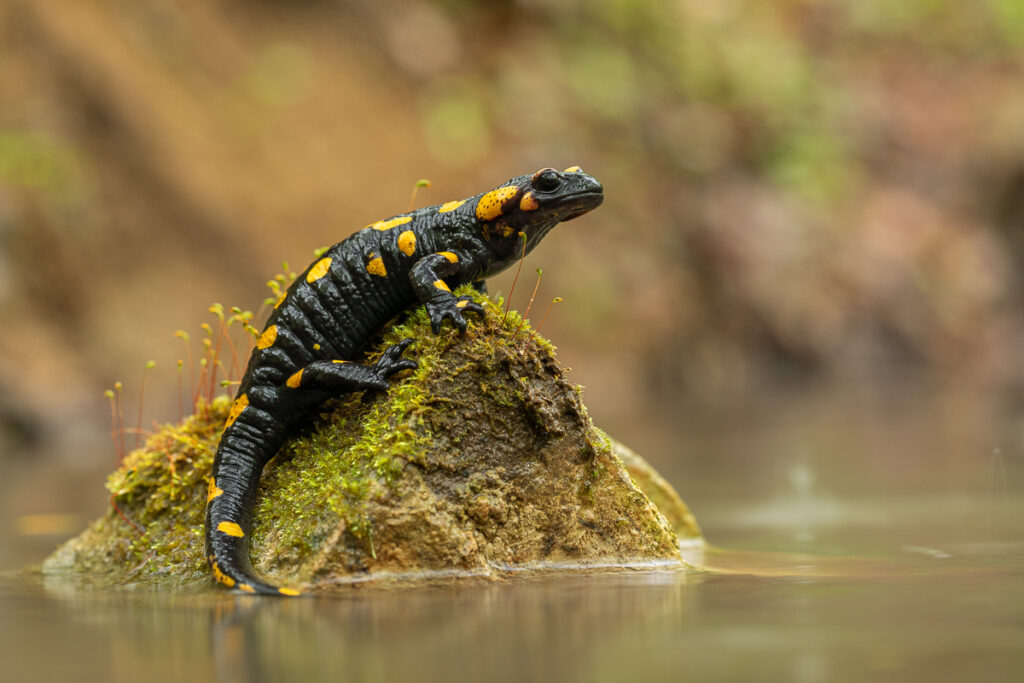 Mlok skvrnitý (Salamandra salamandra) v potoce