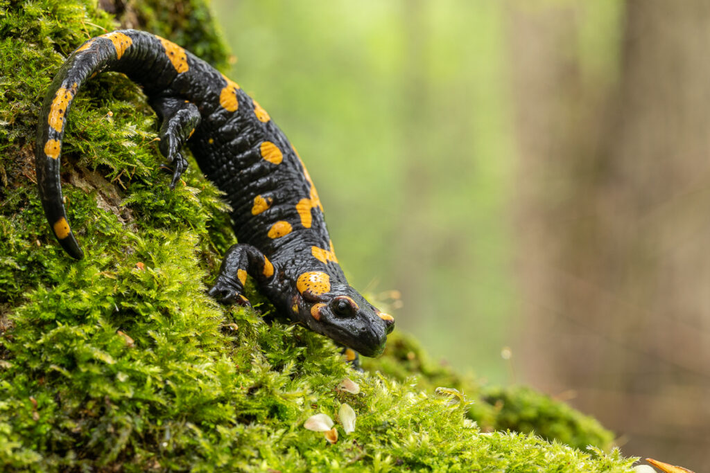 Mlok skvrnitý (Salamandra salamandra)