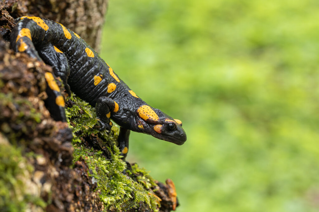 Mlok skvrnitý (Salamandra salamandra)
