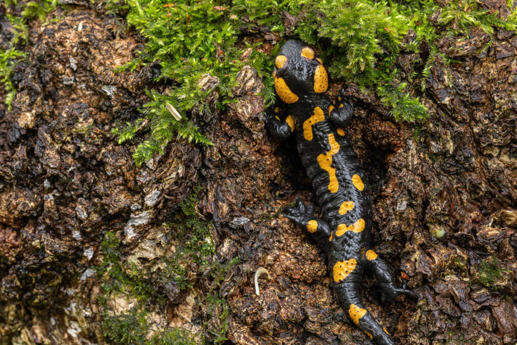 Mlok skvrnitý (Salamandra salamandra)