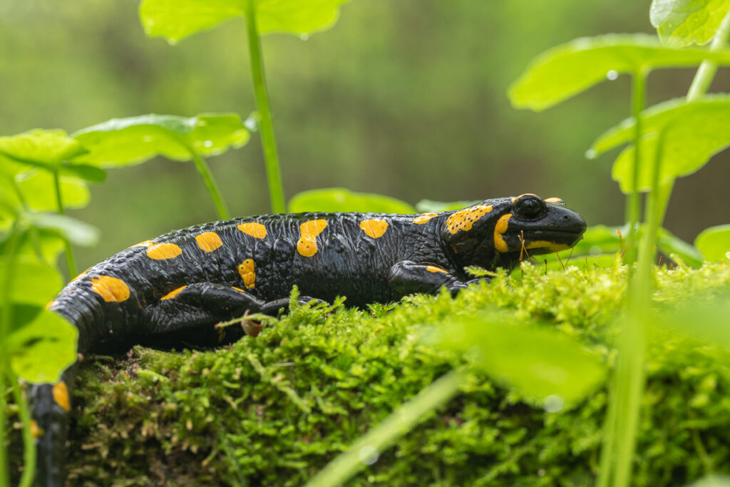 Mlok skvrnitý (Salamandra salamandra)