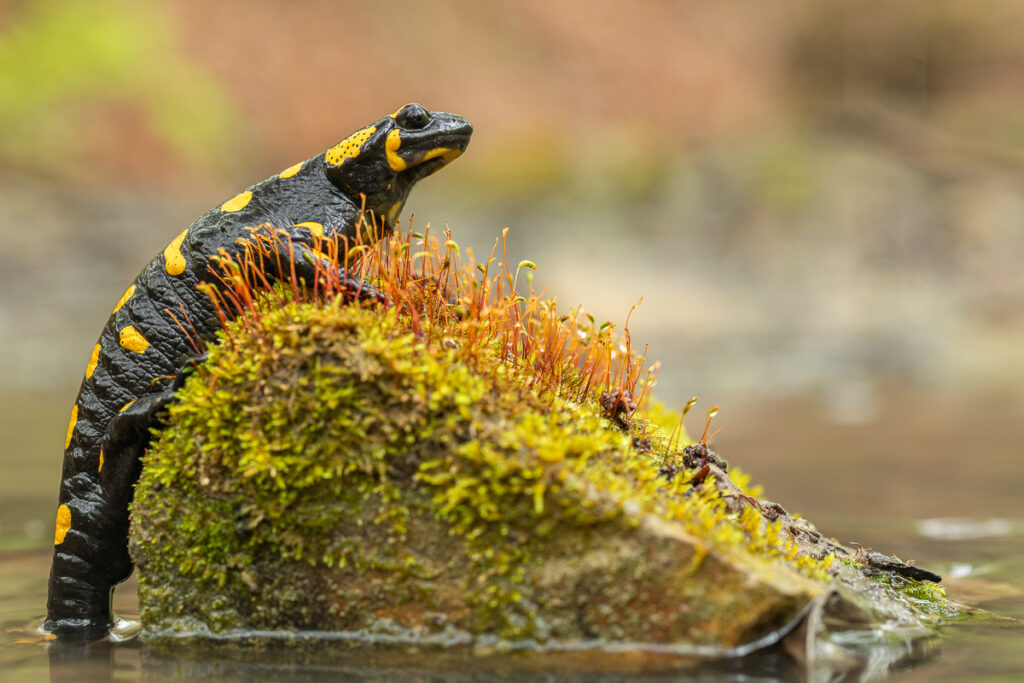 Mlok skvrnitý (Salamandra salamandra)