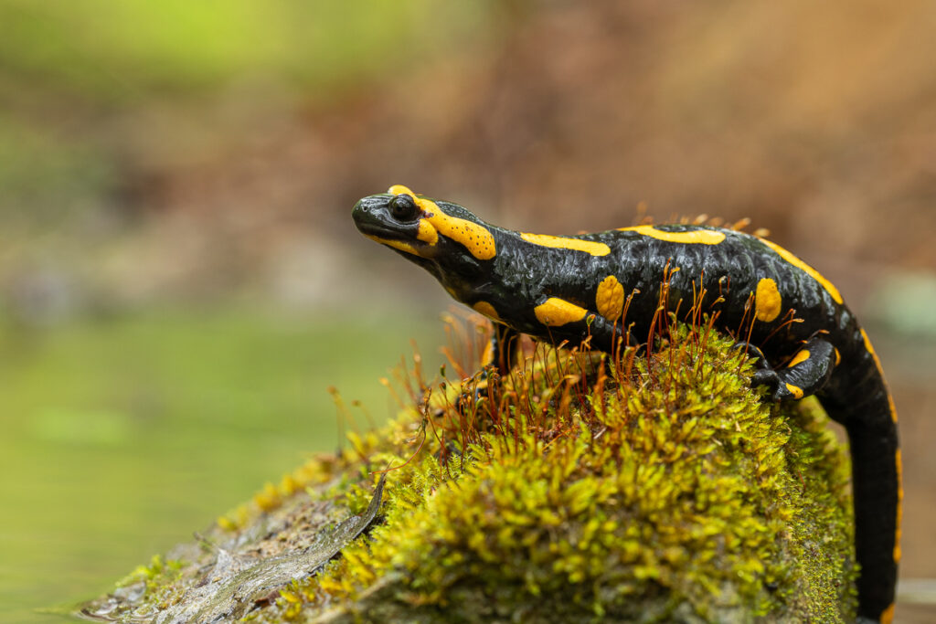 Mlok skvrnitý (Salamandra salamandra)