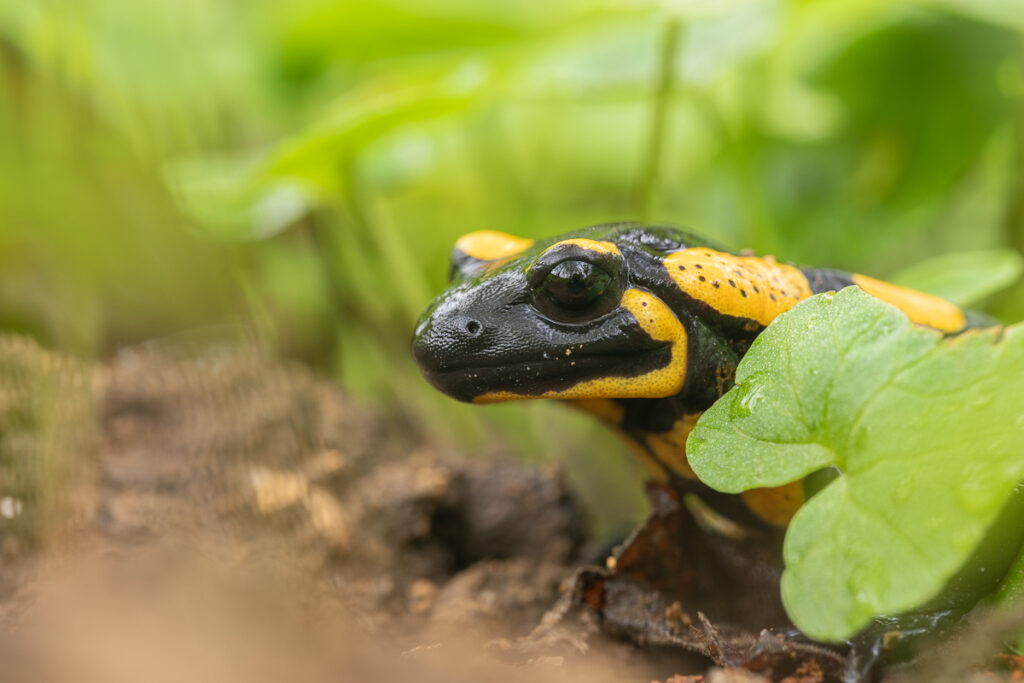 Mlok skvrnitý (Salamandra salamandra)